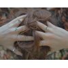 Elise ring